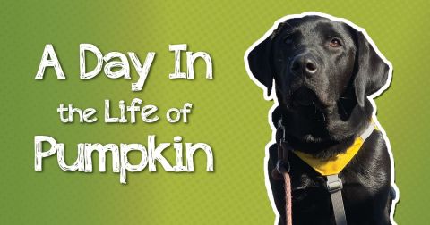 A Day in the Life of Pumpkin